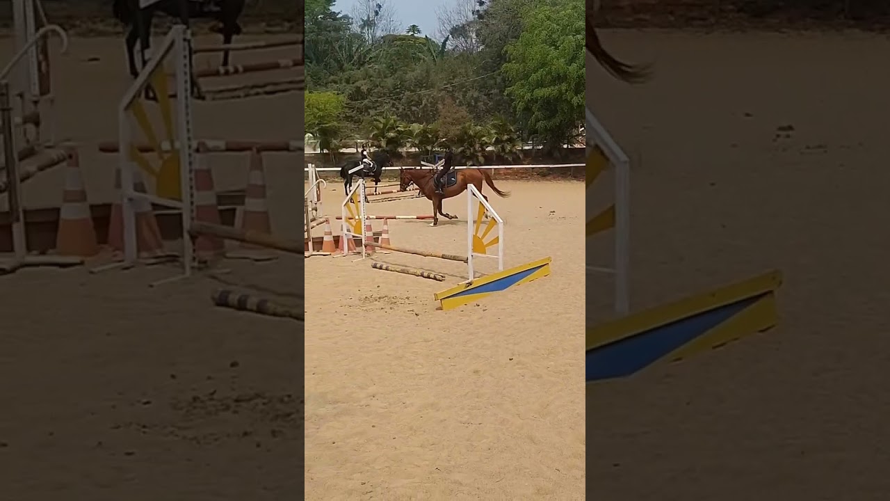 Thais Aiko & Pegasus.                                Treino para prova 28/09/24.