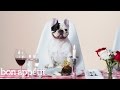 Manny the Frenchie and a Lucky Rescue Pup Indulge in a 4-Star Meal