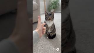 I Said Bang And My Cat Dramatically Fell Over