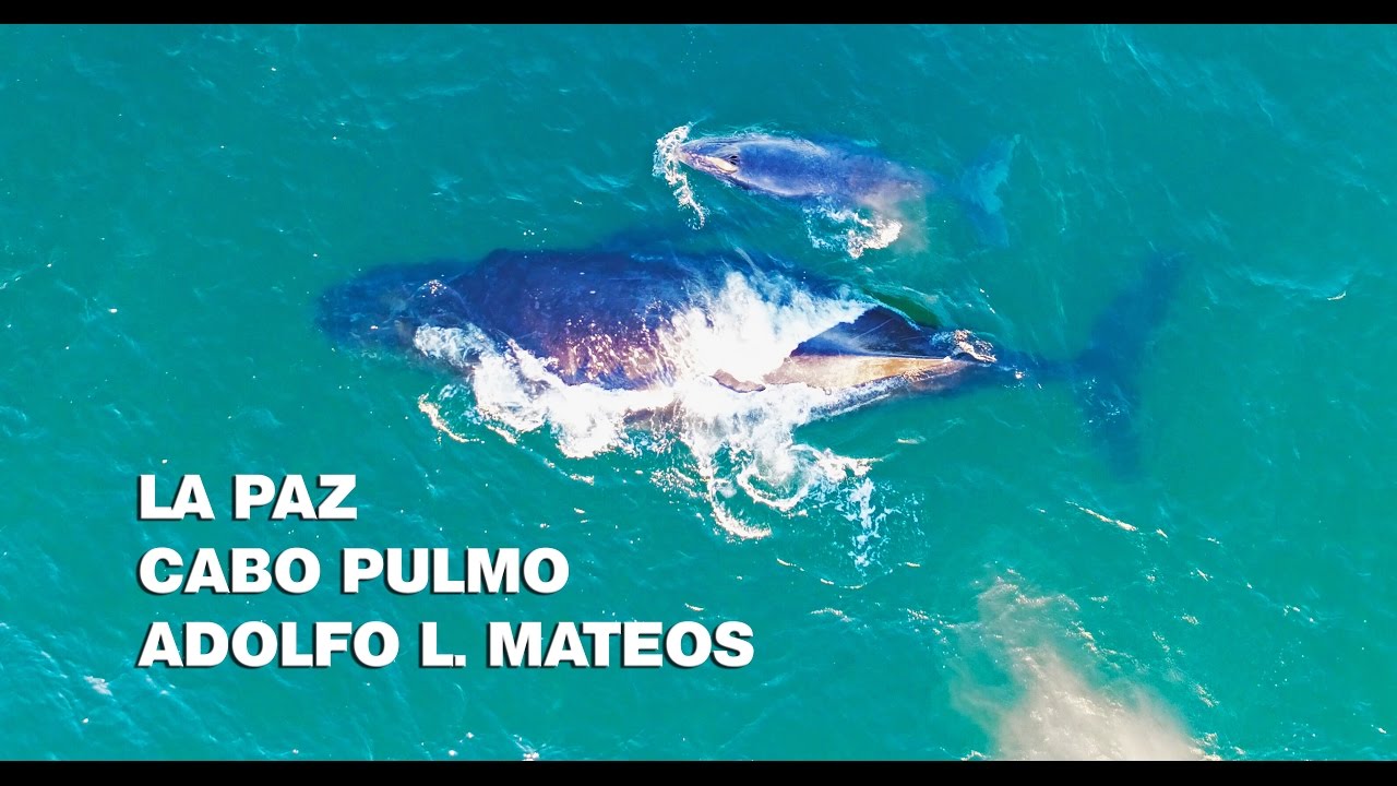 Baja California Sur 1 La Paz, Cabo Pulmo y avistamiento de ballenas (Drone y Gopro) YouTube Baja California Sur 1 La Paz, Cabo Pulmo y avistamiento de ballenas (Drone y Gopro) YouTube
