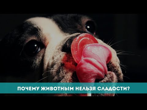 Почему животным нельзя сладости?