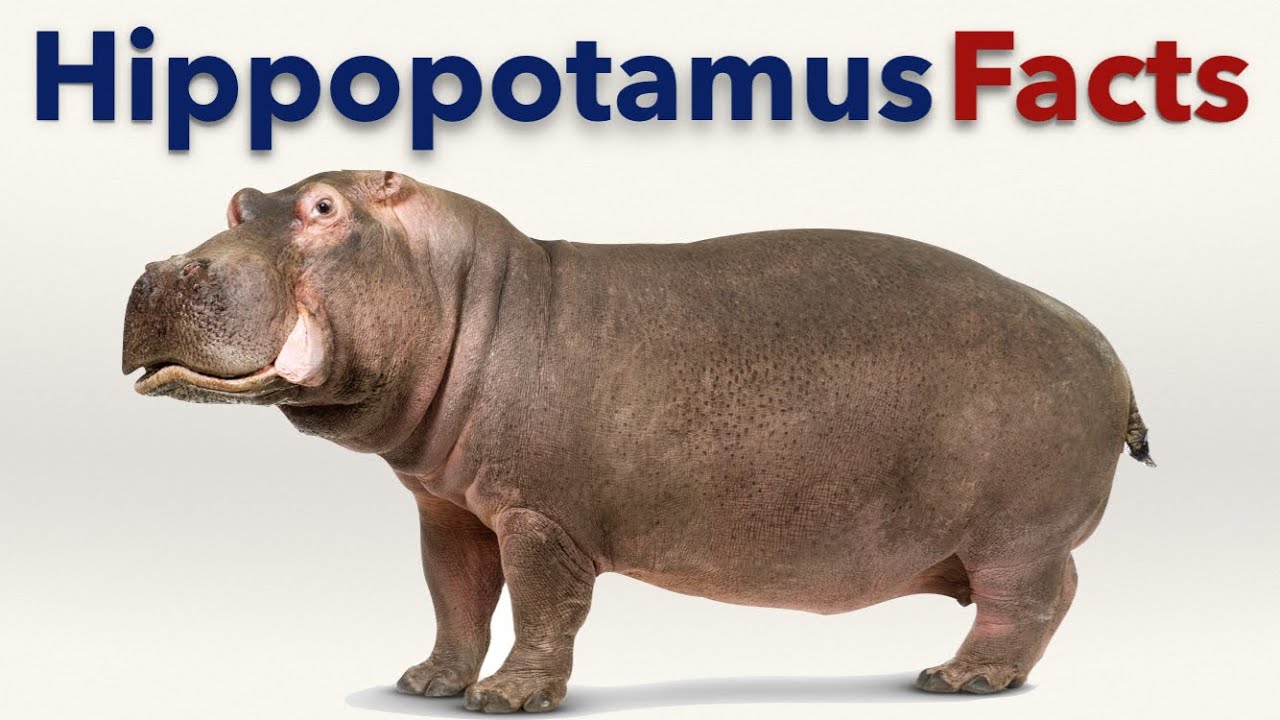 Hippopotamus Facts Youtube