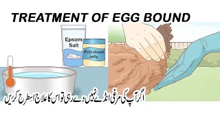 egg bound chicken symptoms treatment/What a eggbound chicken looks like/egg binding