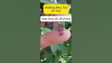 Hương Nhu Tía (é tía) _ giúp tăng sức đề kháng #caycovagalangthang #huongnhutia #etia #caythuocviet