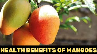 The Health BENEFITS Of MANGOES (Mango season in Jamaica)