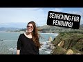 SEARCHING FOR PENGUINS IN NEW ZEALAND 🐧NZ EP. 12