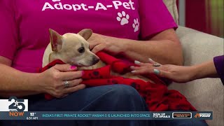 Pet of the Week: Cha Cha