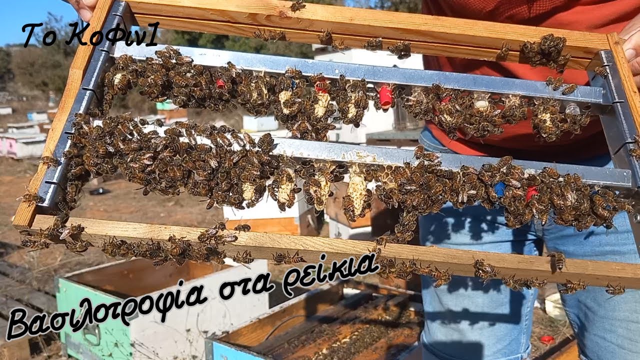 Φθινοπωρινή βασιλοτροφία στα ρείκια | Μελισσοκομία 2023 | Το ΚοΦινΙ