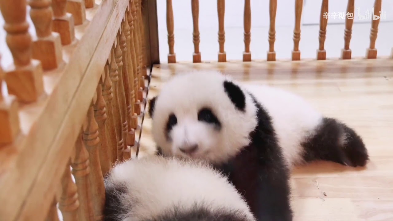 大熊猫和花 和叶 一步一步爬向弟弟的和花 Youtube 大熊猫和花 和叶 一步一步爬向弟弟的和花 Youtube