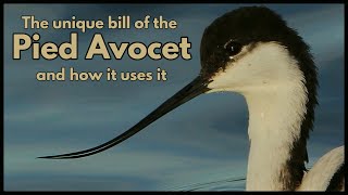 The unique foraging methods of the PIED AVOCET