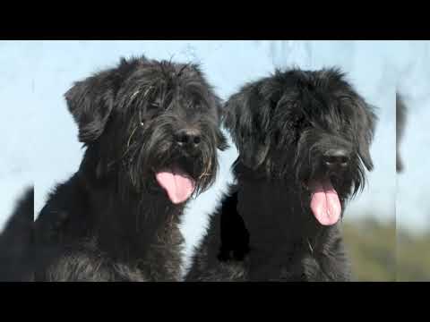 Vidéo: Race De Chien Schnauzer Géant Hypoallergénique, Santé Et Durée De Vie