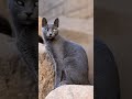 القط الحارس بعيونه الغريبة في معبد فيلة بأسوان