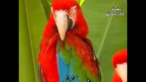 سُوَرة الْمُلْك بصوت هادئ وجميل القارئ محمد المقيط... اضغط 👆🏾HD