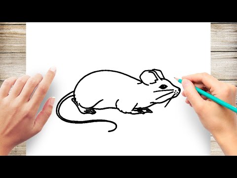 Come disegnare realistico Rat Facile