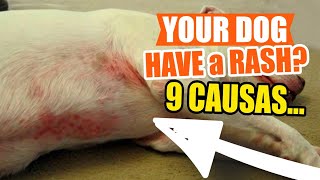 WHY does your DOG have a RASH 9 Causes and Treatments
