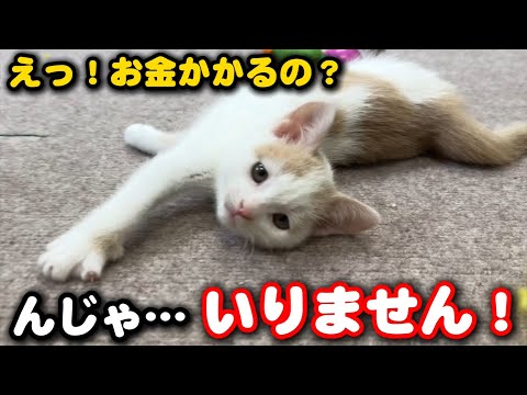 子猫の譲渡希望者からの既読無視…これが現実です