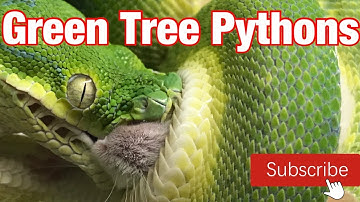 Green Tree Pythons (Morelia viridis)