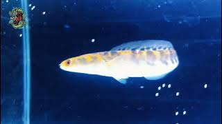 Cinematic Ikan Channa Maru Yellow Sentarum || Kuning Merona 🍌🤩