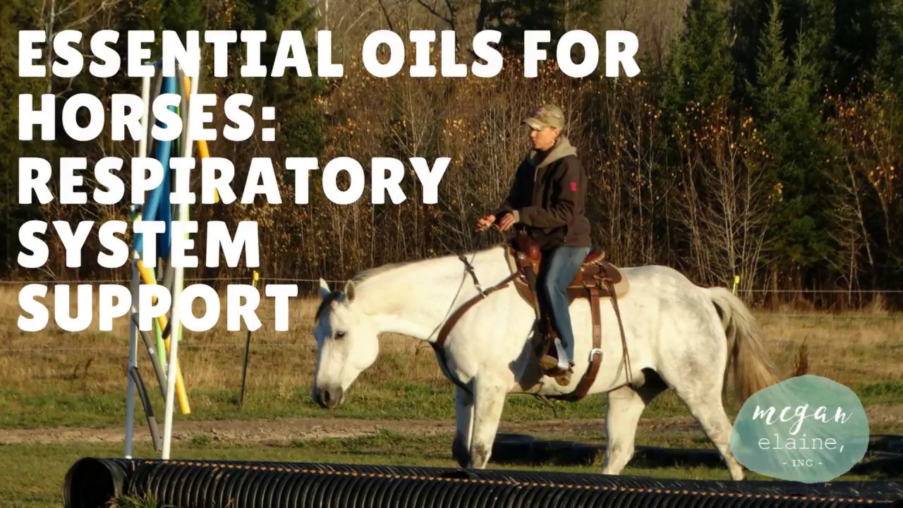 Essential Oils for Horses: Respiratory System Support - YouTube