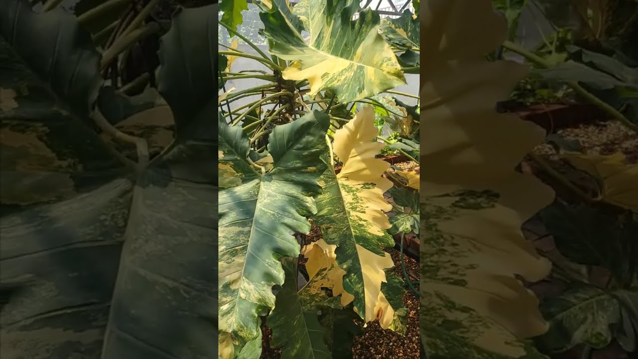 Plant Tour 2022 Giant Philodendron Williamsii Variegated‬