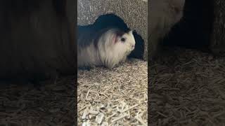 Cute Guinea pig Fergus 🥰🥰