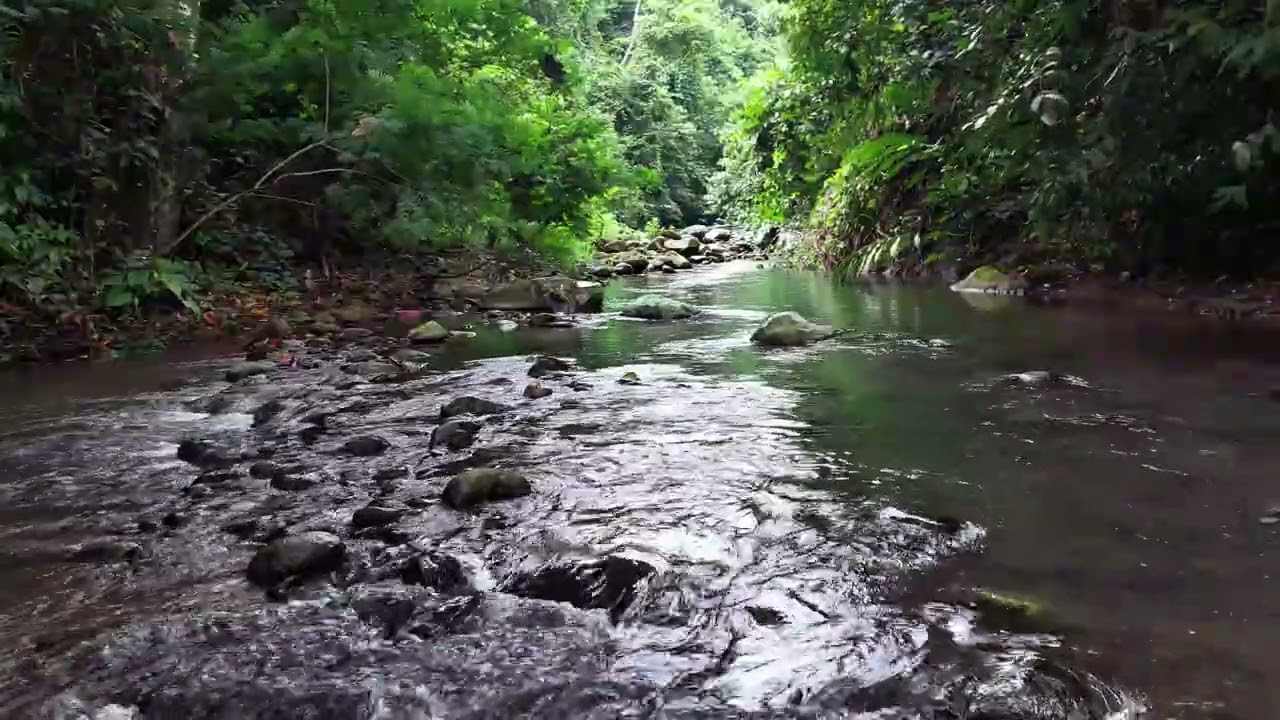Serene Jungle Water Stream Flowing Calmly Over Small Rocks