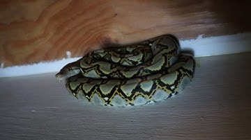 Retic Age And Growth Comparison