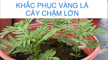 CÁCH TRỊ VẠN THỌ VÀNG LÁ, CHẬM PHÁT TRIỂN | KỸ THUẬT TRỒNG HOA VẠN THỌ
