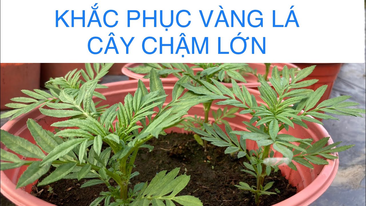 CÁCH TRỊ VẠN THỌ VÀNG LÁ, CHẬM PHÁT TRIỂN | KỸ THUẬT TRỒNG HOA VẠN THỌ
