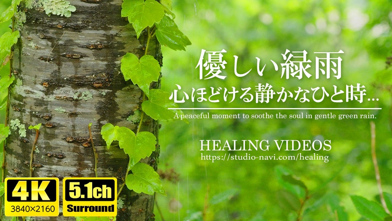 【癒し・自然音5.1ch】優しい緑雨に心ほどける静かなひと時...（優しい雨音のリズムは心が和らぎ深い安らぎへと広がっていきます）@nagomi935