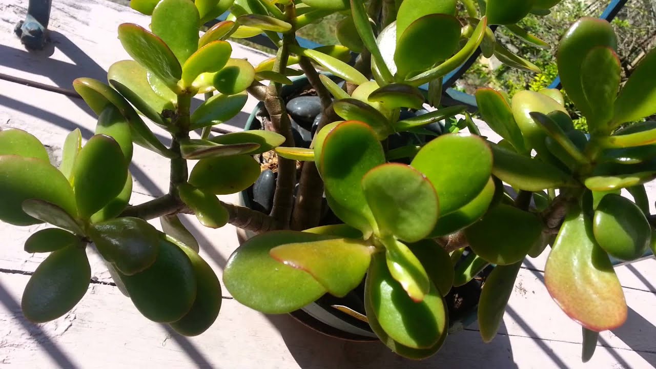 Why Chinese People love this plant ? YouTube