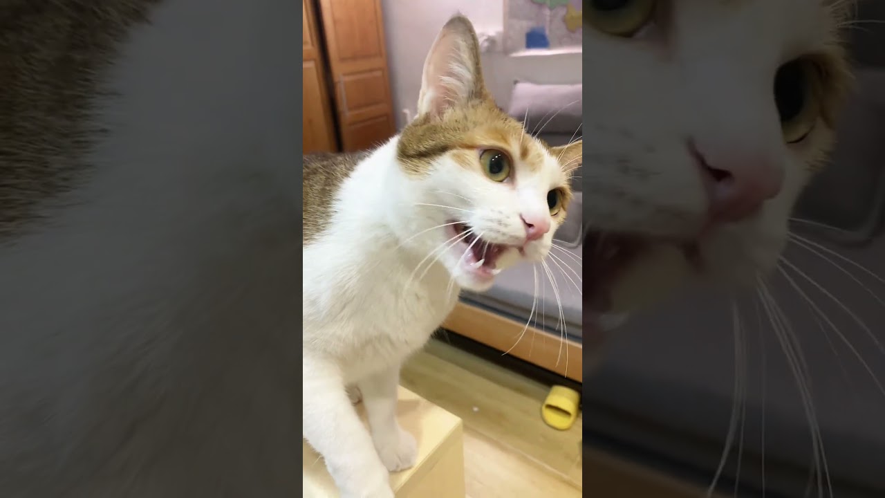 #cat #kitten #cute #funny