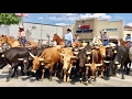 TDW 1738 - Cattle Drive Thru Downtown !