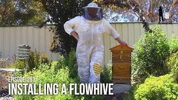 Urban Beekeeping for Beginners: Backyard Beekeeping using a Flow Hive Set Up | The Bush Bee Man