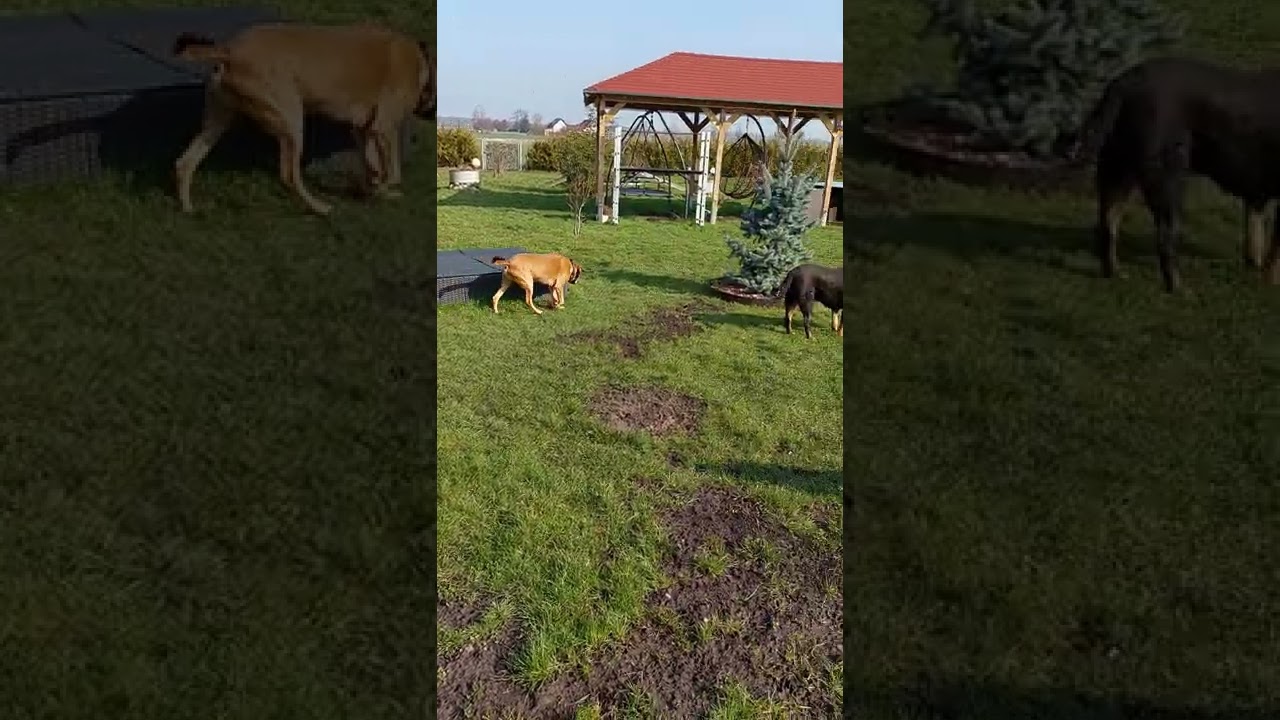 Spa&szlig; im Garten ....(2)