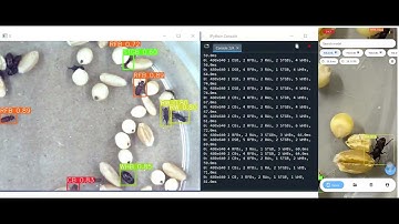 Real-time stored product insect detection and identification with computer vision
