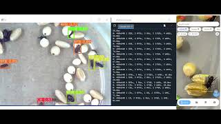 Real-time stored product insect detection and identification with computer vision