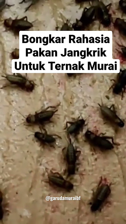 Bongkar Rahasia Pakan Jangkrik untuk Ternak Murai Batu.. Buktikan! #muraibatumedan #muraimedan