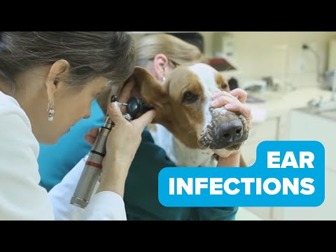 ear-infections-in-dogs