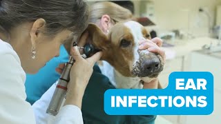 Ear Infections in Dogs by AnimalCareTV 61,906 views 9 years ago 3 minutes, 11 seconds