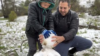 Rare weather gives Bay Area residents chance at Sierra-style snow play