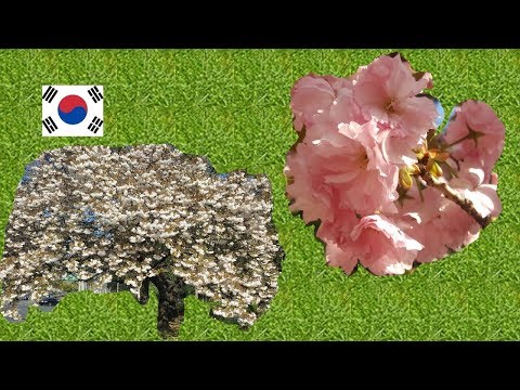 ชมดอกไม้บานในเกาหลี ฤดูใบไม้ผลิ