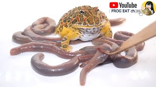 Pacman frog eats mysterious tube monster【WARNING LIVE FEEDING】
