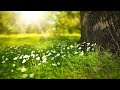 Enchanted Forest | Meditation Music | Relaxing Music | Soothing Music | Sleep Mu