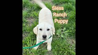 Oscar 4 month old Lab pup by siessranch1 6 views 4 days ago 45 seconds