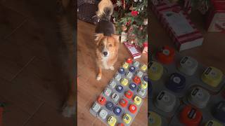 Psy serio nie rozumieją słów ???