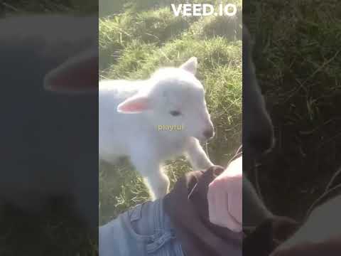 CUTE LAMB Needs