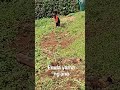 Enula Yama Ng Ana Charity Begins At Home Farming