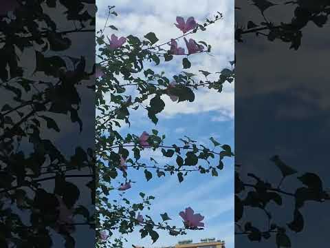 Videó: Virág kék virágokkal – kis égbolt a virágágyásban