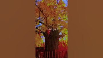 فَاصْبِرْ صَبْرًا جَمِيلا…|| سورة المعارج